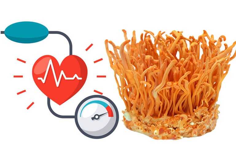 Tại sao người huyết áp thấp có thể sử dụng đông trùng hạ thảo?
