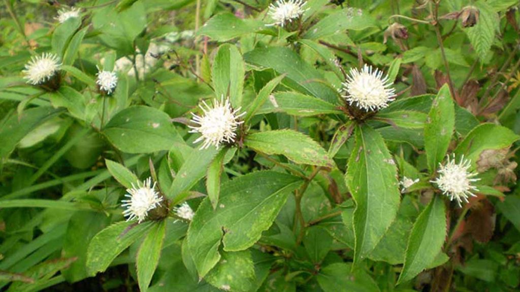 cay-thuong-truat-tri-dau-dau-goi